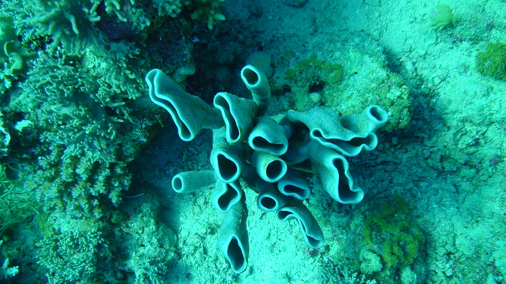 Original image
